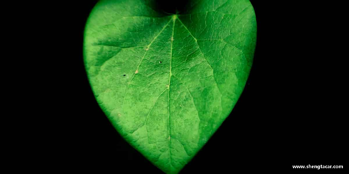 关于芒果(mangosport)体育